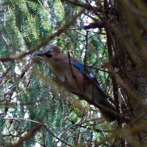 Eurasian Jay