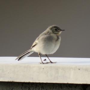 White Wagtail