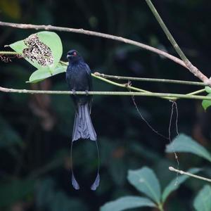 Greater Racket-tailed Drongo