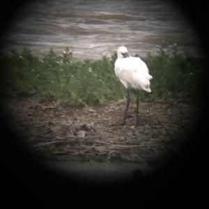 Eurasian Spoonbill