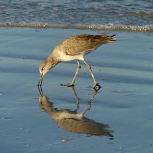 Willet