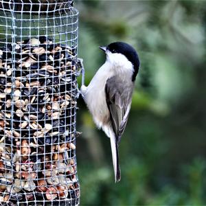 Marsh Tit