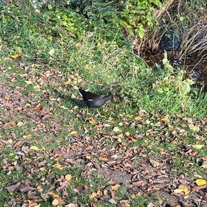 Common Moorhen