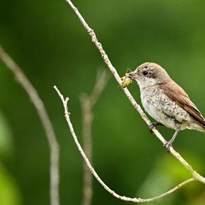 Red-backed Shrike