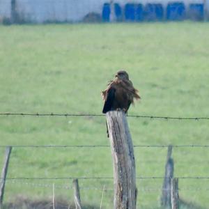 Black Kite