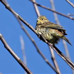 Yellowhammer