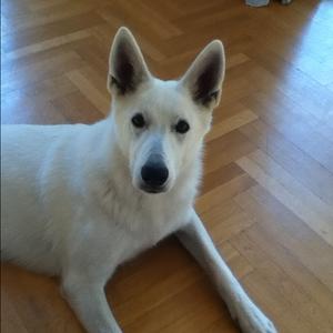Unknown Breed