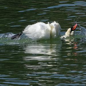 Mute Swan