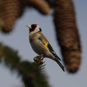 European Goldfinch