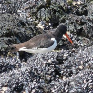 Eurasian Oystercatcher