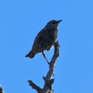 Common Starling