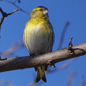 Eurasian Siskin