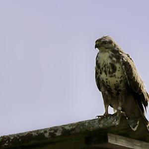 Common Buzzard