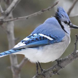 Blue Jay