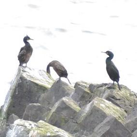 European Shag