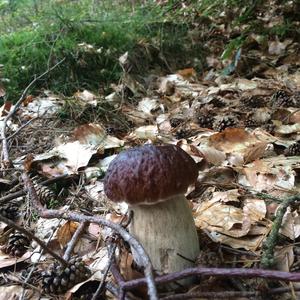 King Bolete