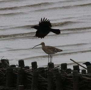 Eurasian Curlew