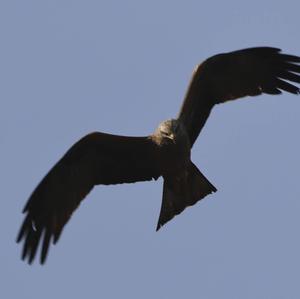 Black Kite