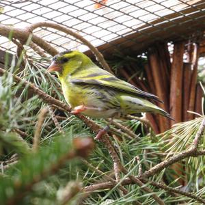 Eurasian Siskin