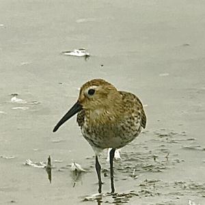 Dunlin