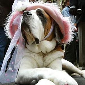 Unknown Breed