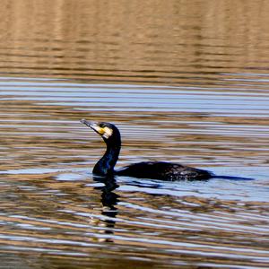 Great Cormorant