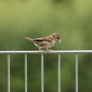 House Sparrow