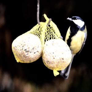 Great Tit