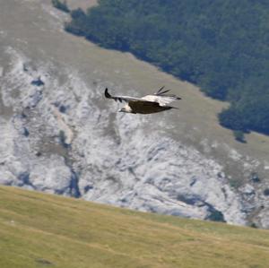 Griffon Vulture