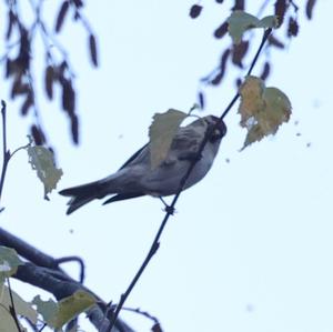 Common Redpoll