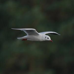 Black-headed Gull