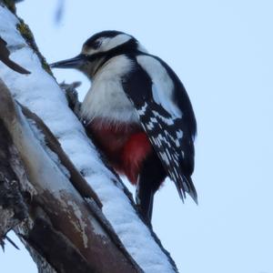 Great Spotted Woodpecker