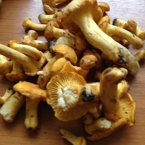 Chanterelle, Common