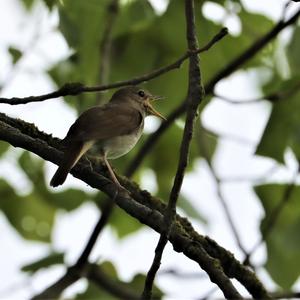 Common Nightingale