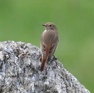 Common Redstart