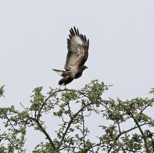 Mäusebussard