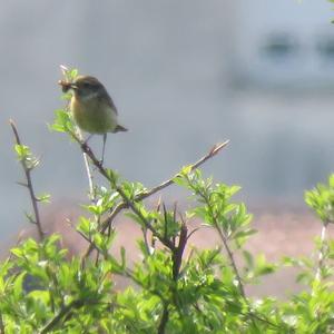 European stonechat