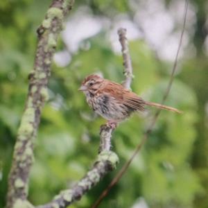 Song Sparrow