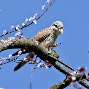 Common Kestrel