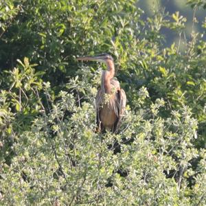 Purple Heron