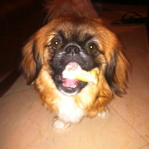 Unknown Breed