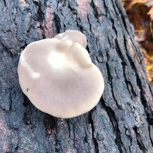 Oyster Mushroom