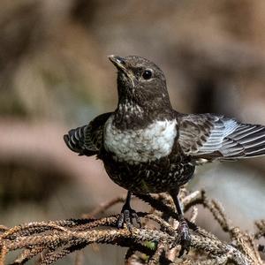 Ring Ouzel