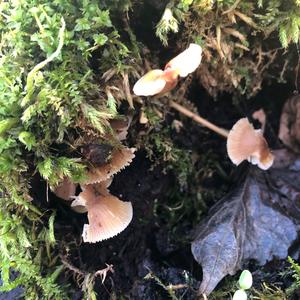 Mycena, Common