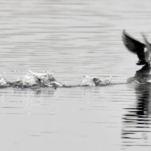 Red-necked Grebe