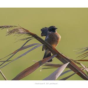 European stonechat