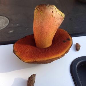 Dotted-stem Bolete