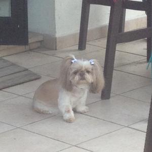 Shih Tzu