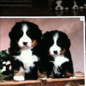 Bernese Mountain Dog