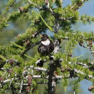 Ring Ouzel